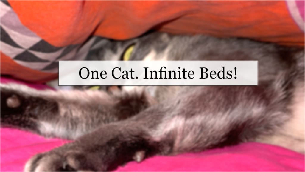 One Cat. Infinite Beds! One Cat. Infinite Beds!