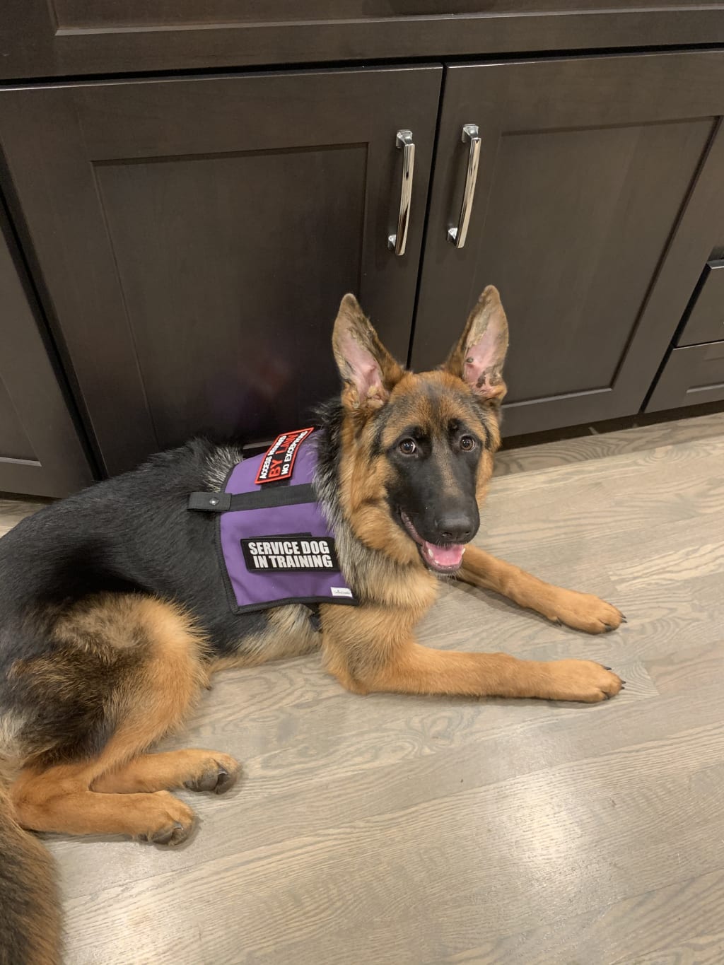 Harper May My pandemic service dog in training Harper May My pandemic service dog in training