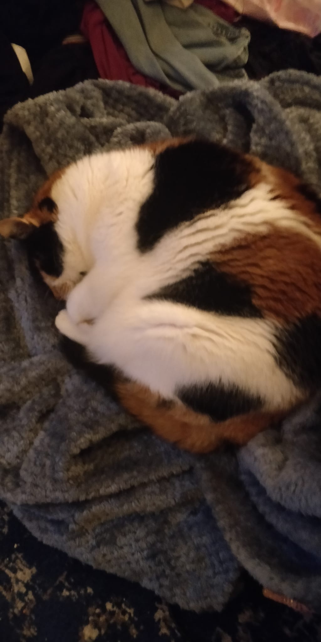 What happened when I started feeding my cat CBD What happened when I started feeding my cat CBD