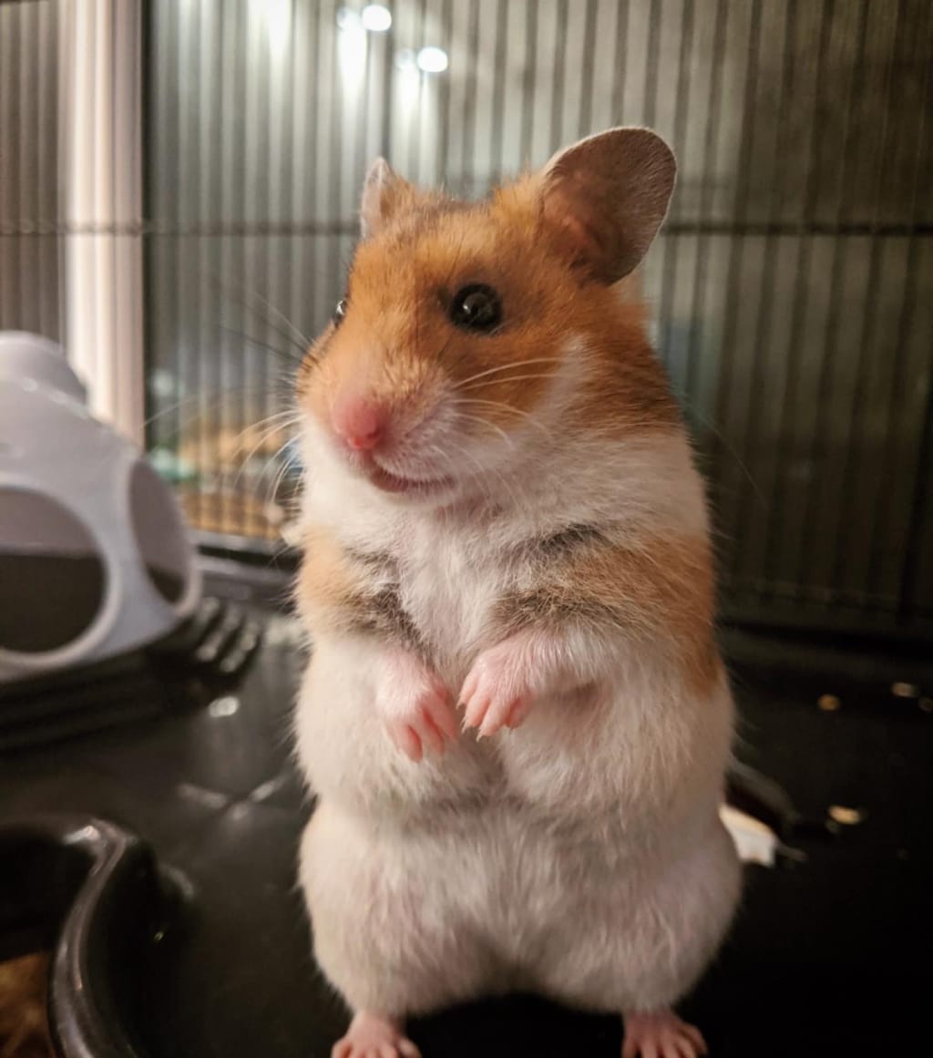 Pet stores sell products that make hamsters miserable Petlife