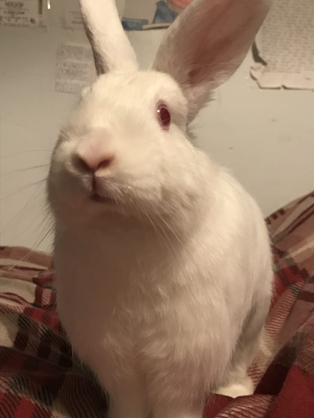 6 Things You Need to Know About Rabbits Petlife