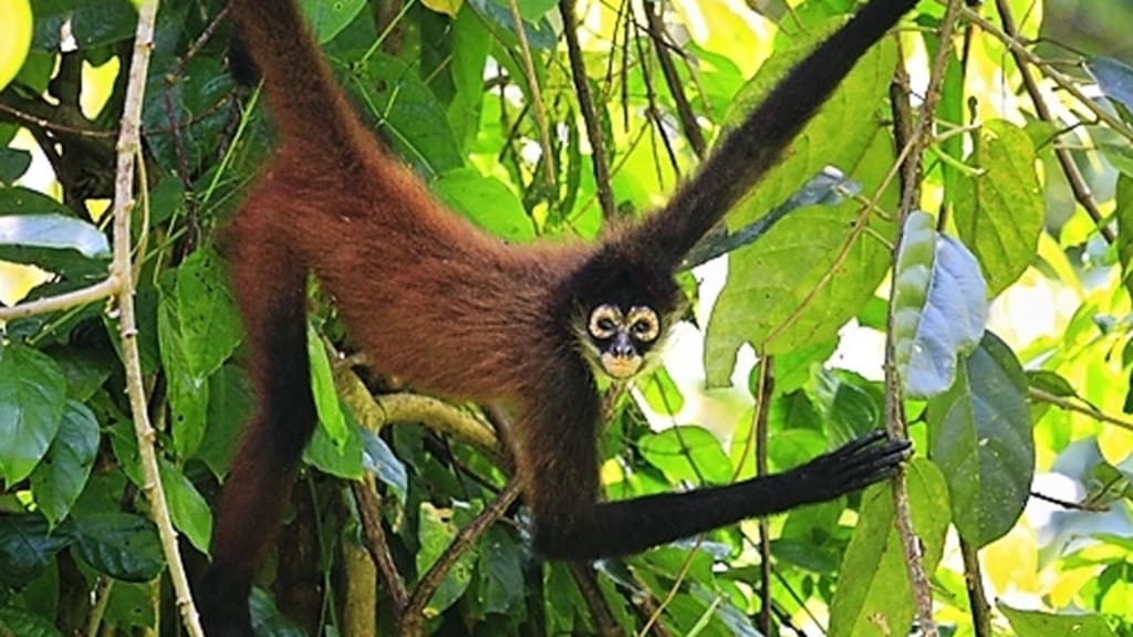 The Super Agile, Longlimbed Spider Monkey of Costa Rica! Petlife
