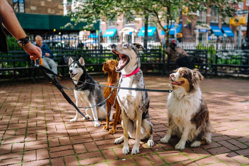 This Veterinary Nutritionist-Formulated Dog Food Will Keep Your Pet Healthy This Veterinary Nutritionist-Formulated Dog Food Will Keep Your Pet Healthy