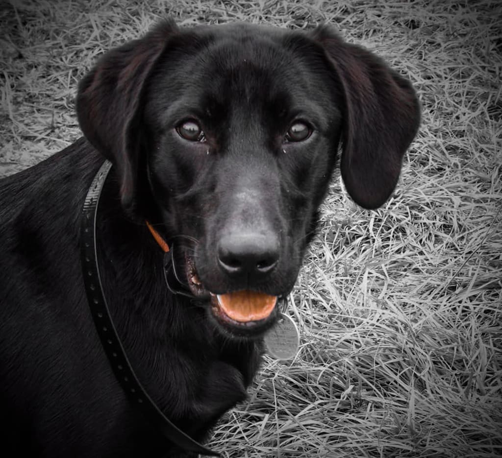 It's Not All About the Puppy Breath (Pt. 2) It's Not All About the Puppy Breath (Pt. 2)