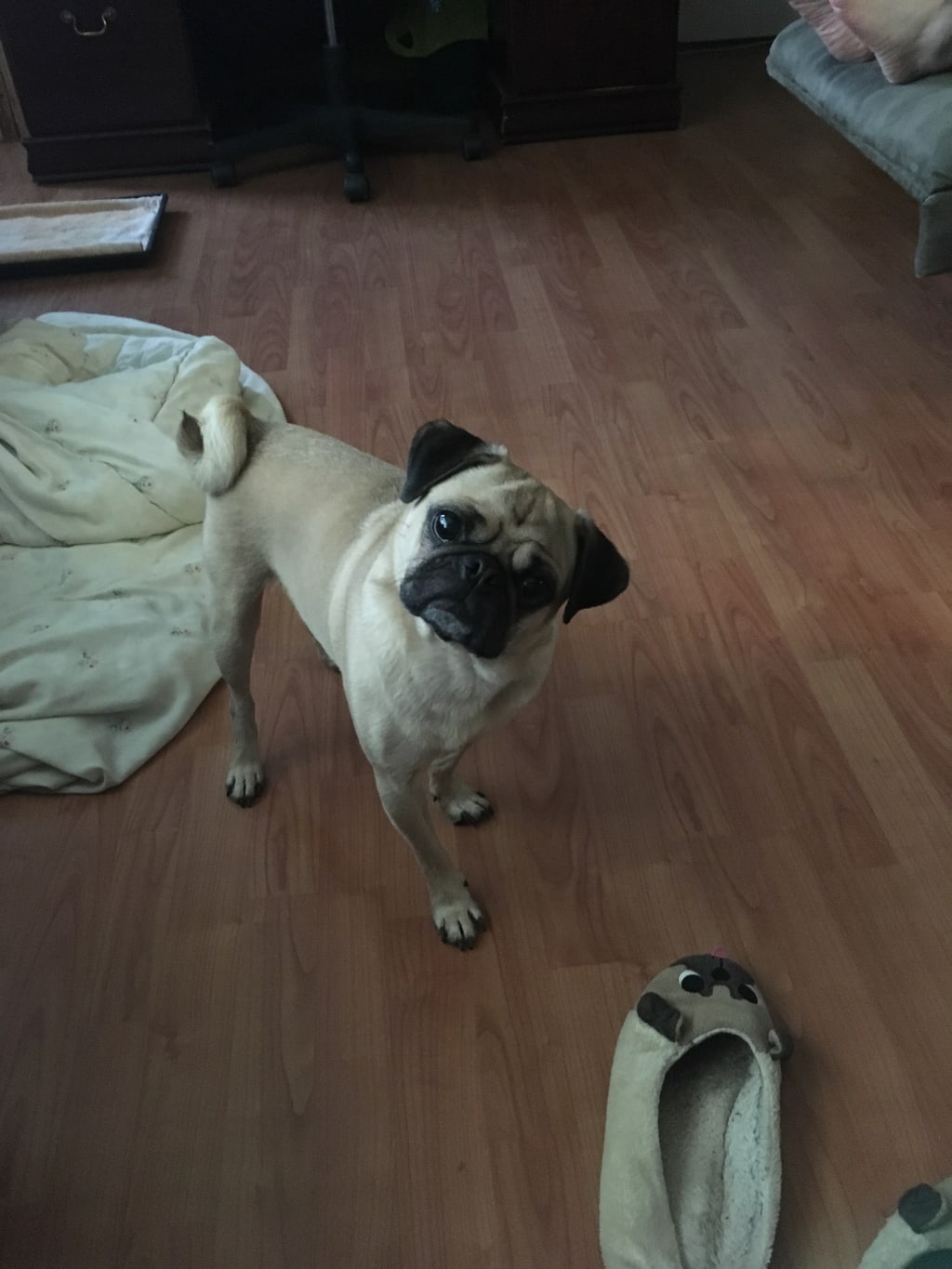 Pug Life Pug Life
