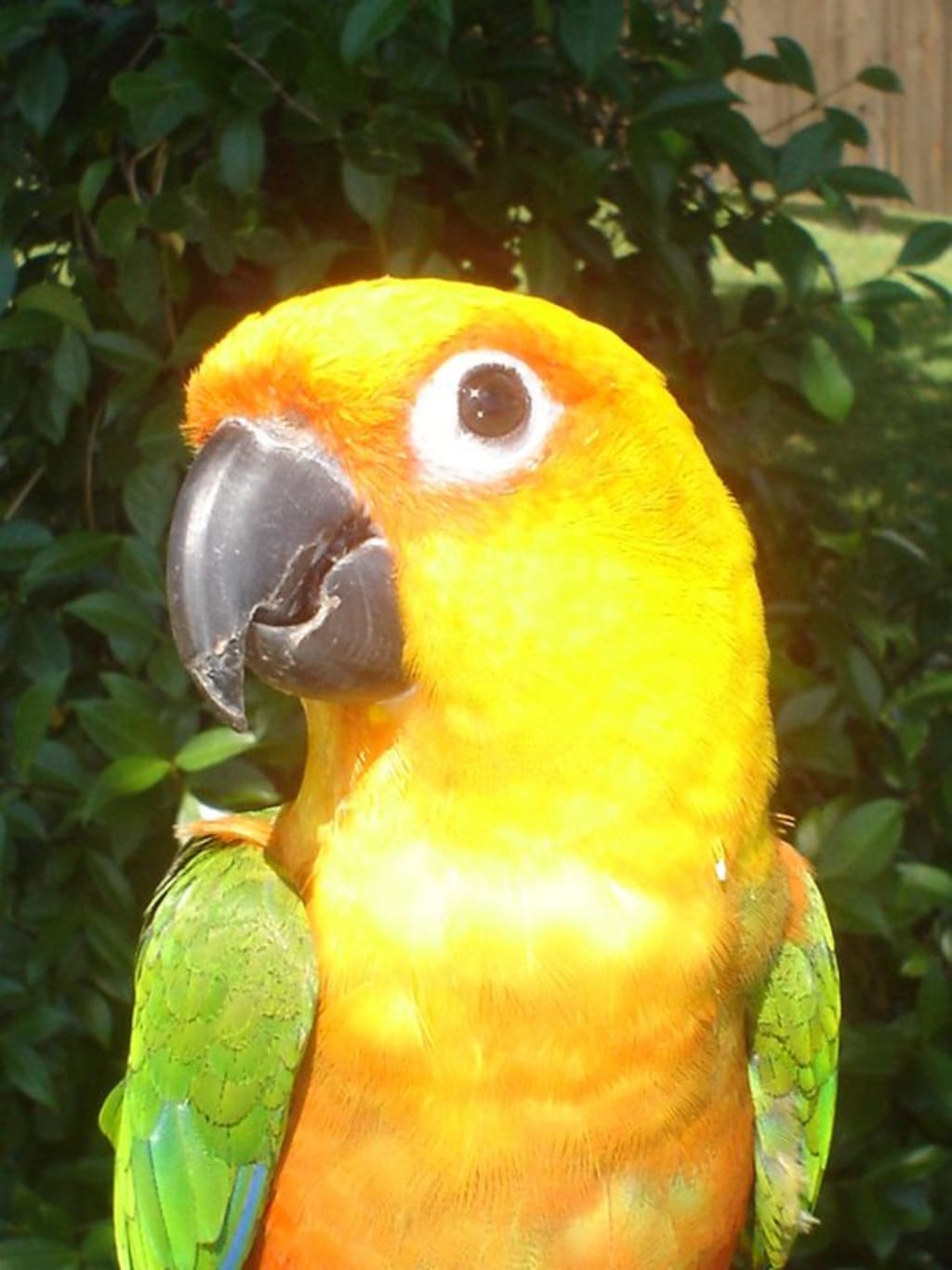 So You Want a Parrot? So You Want a Parrot?
