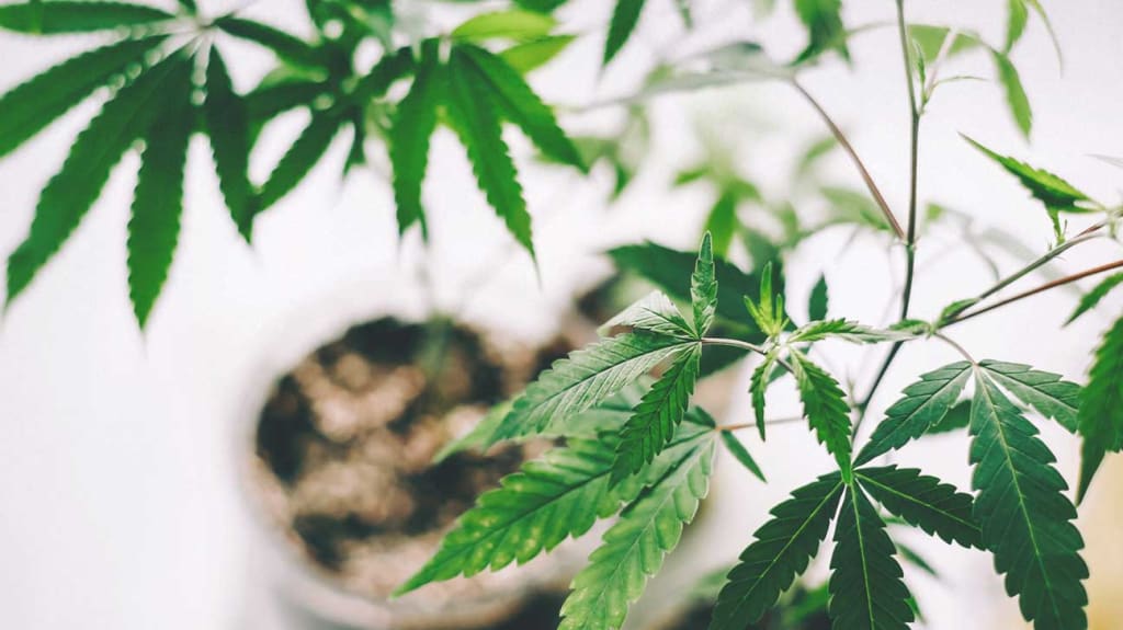 Mental Illnesses That CBD Can Help Treat Mental Illnesses That CBD Can Help Treat