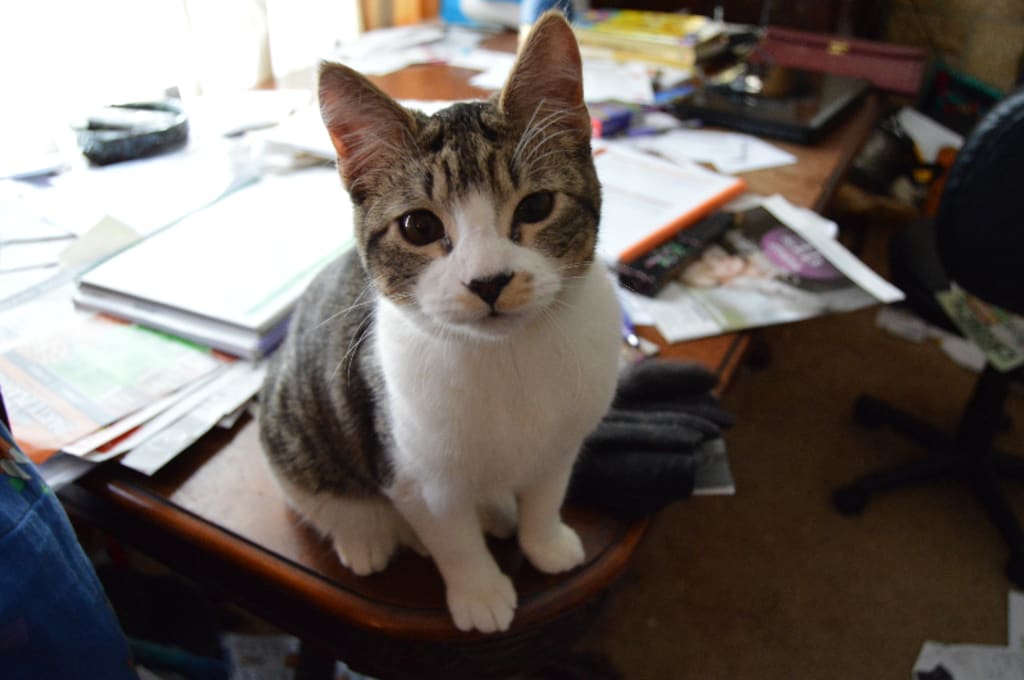 Cats you should try and own Cats you should try and own