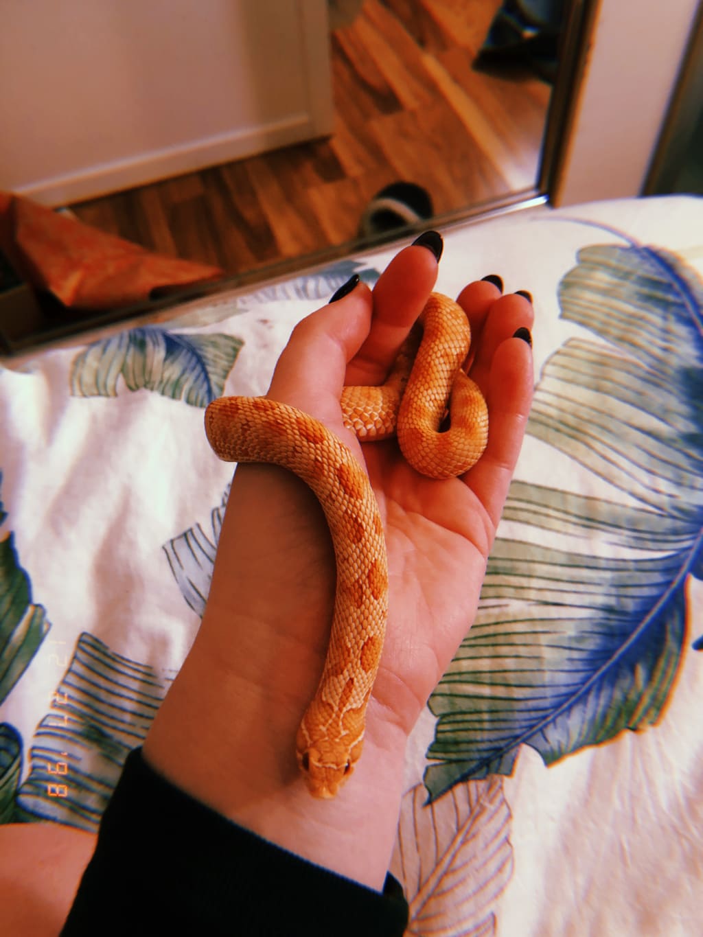 4 Things I Wish I Knew Before Adopting My First Snake 4 Things I Wish I Knew Before Adopting My First Snake