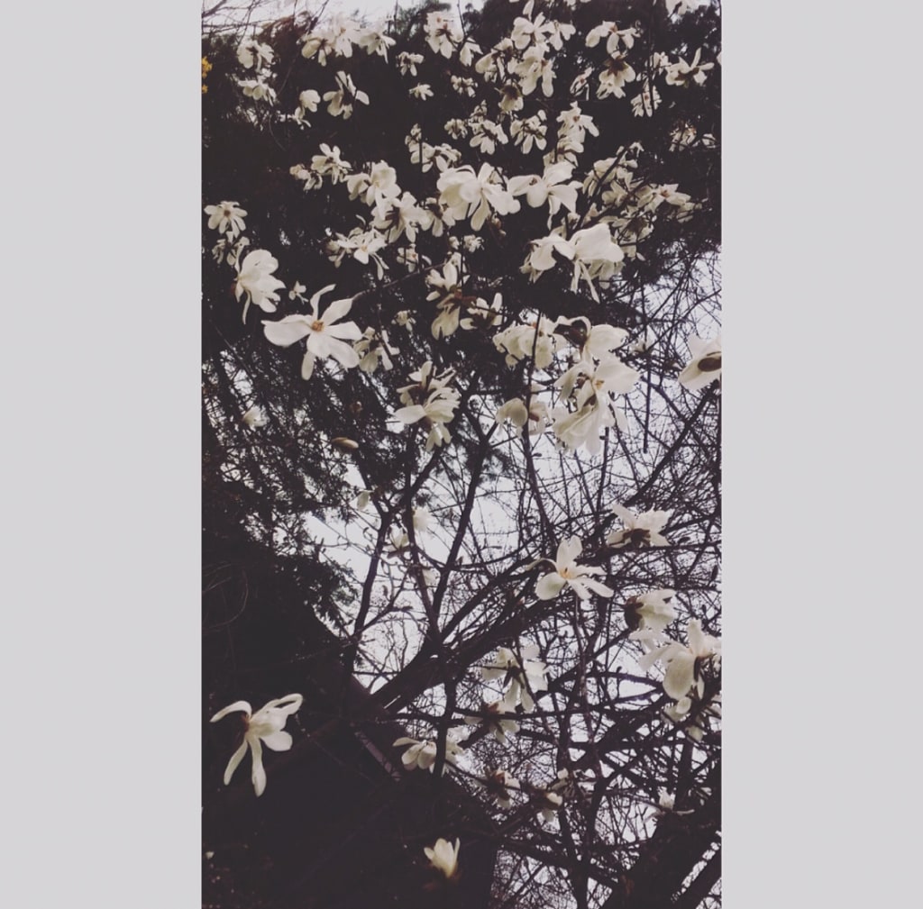 Half White, Half Black Half White, Half Black