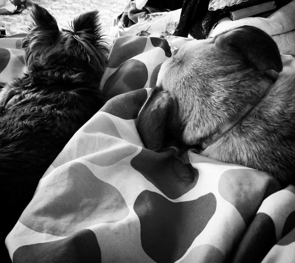 Introducing: Lucy and Molly Introducing: Lucy and Molly