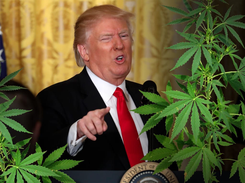 Trump's Surprising Support for Weed Trump's Surprising Support for Weed