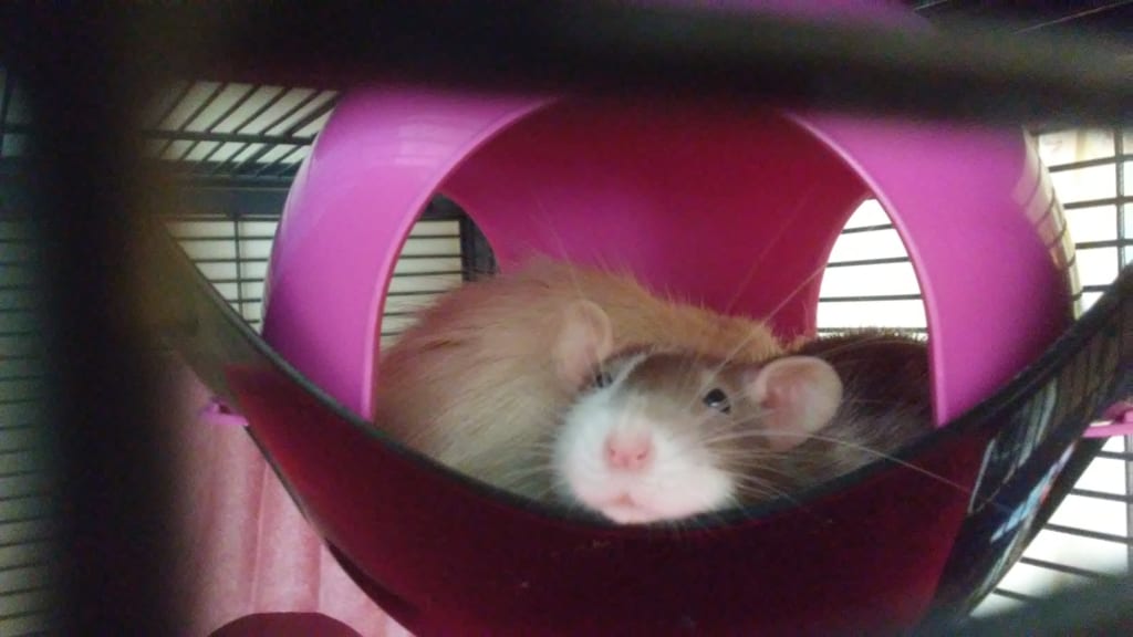 Rat Life Rat Life