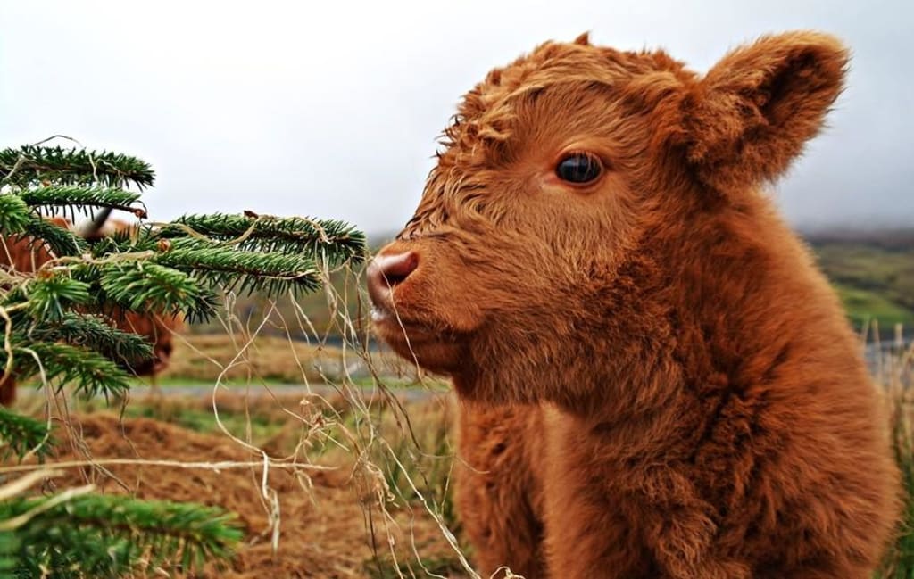 Life Hacks: Cruelty-Free Edition Life Hacks: Cruelty-Free Edition