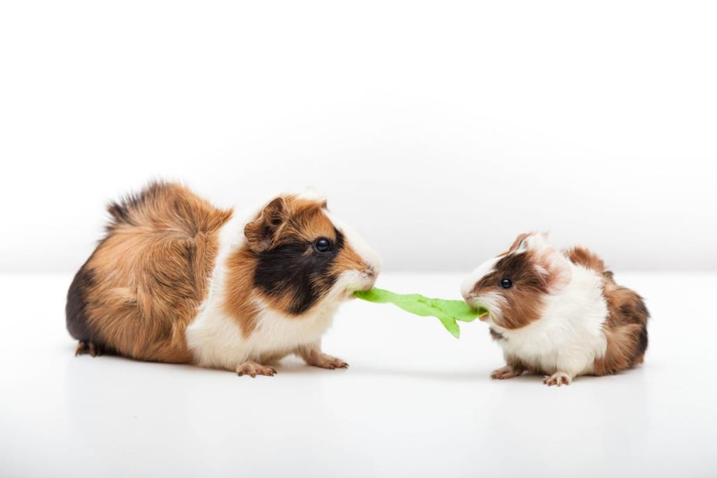 What's on Your Guinea Pig's Menu? What's on Your Guinea Pig's Menu?