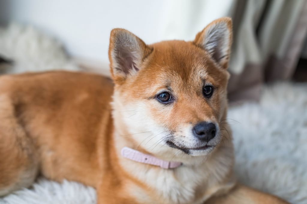 A Brief History of Dog Training A Brief History of Dog Training