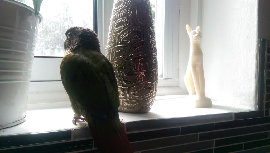 You Want to Own a Bird? You Want to Own a Bird?