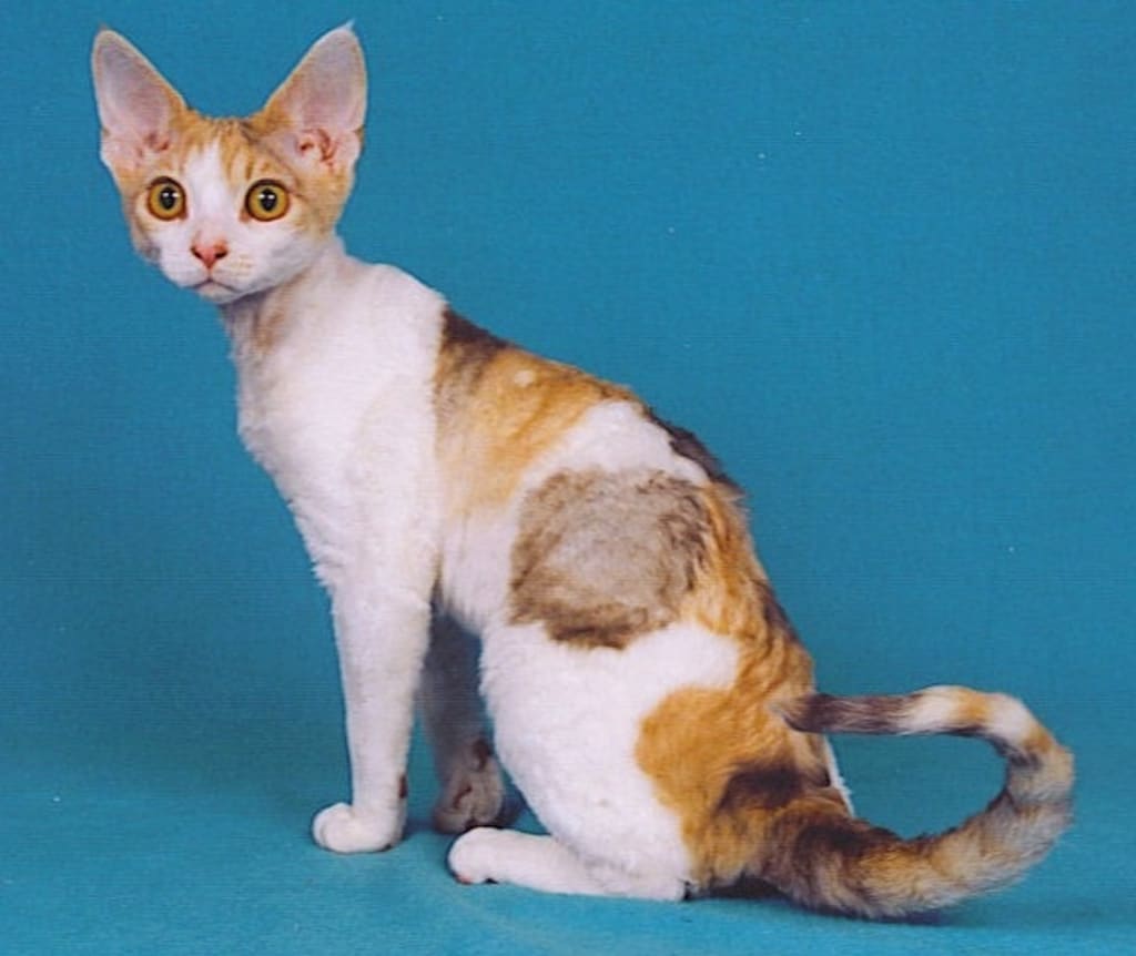 Devon Rex – What to Expect When You Go Rexy Devon Rex – What to Expect When You Go Rexy