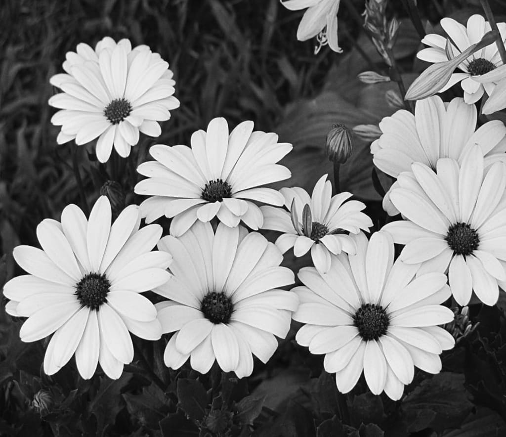 Daisy Daisy