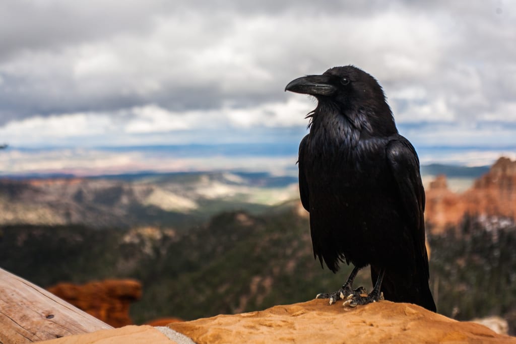 Holy Crow! Holy Crow!