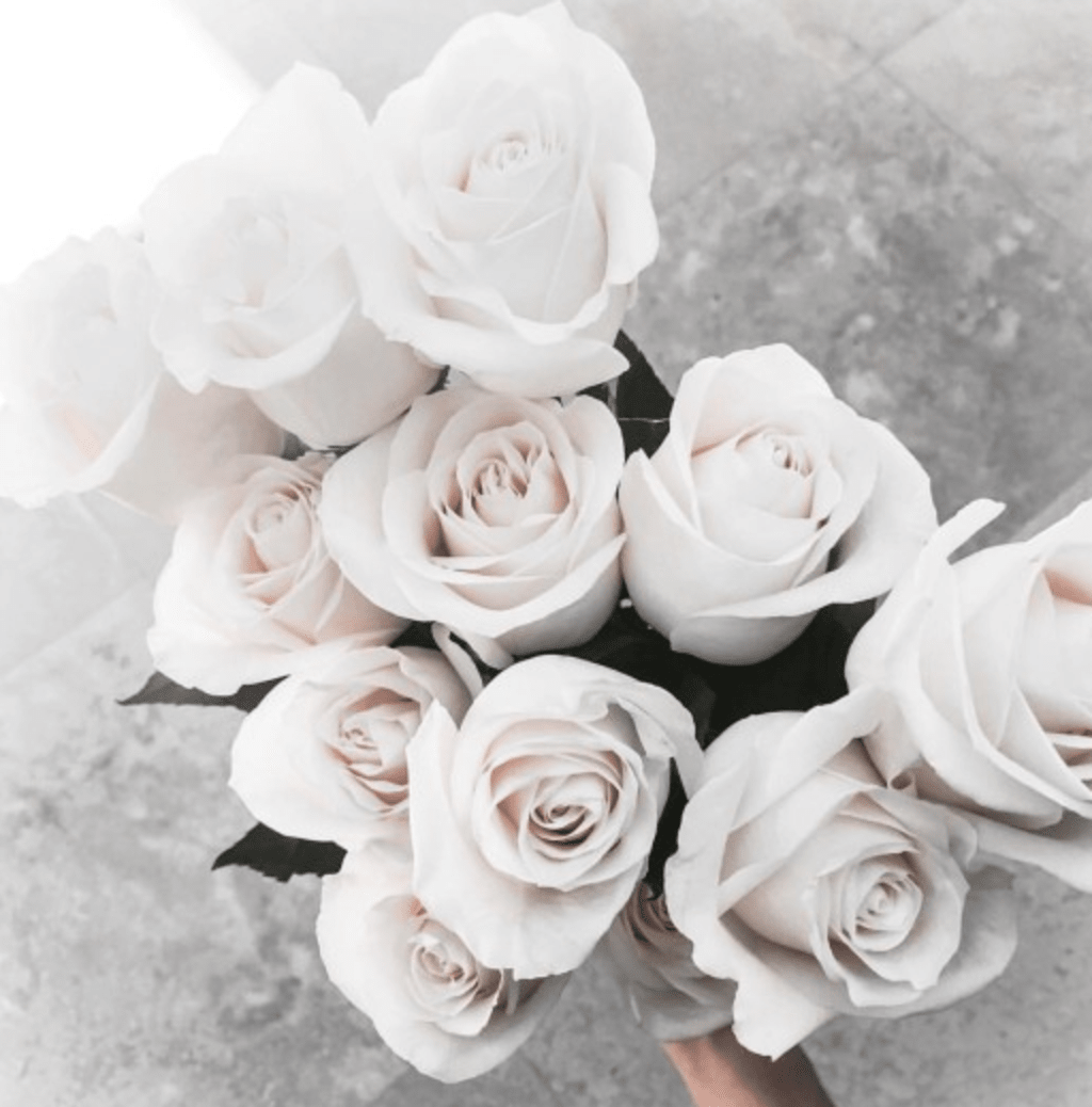 White Roses White Roses