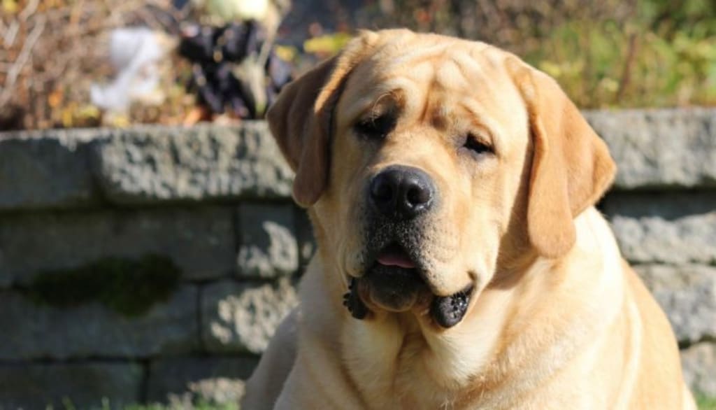 Labradors Rule