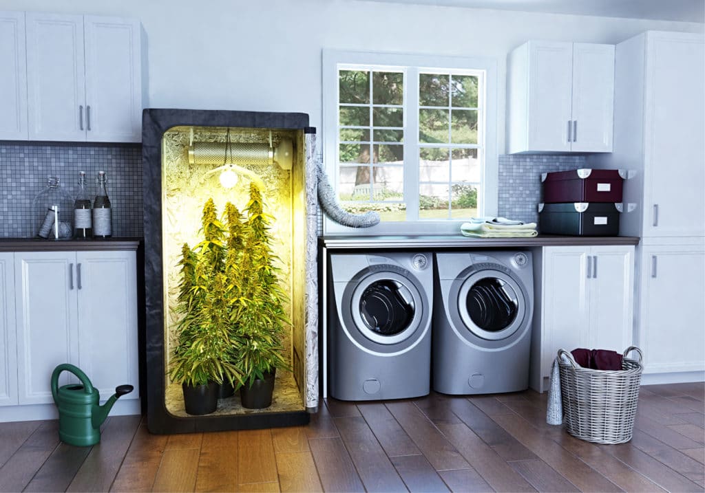 Best Marijuana Grow Kits on Amazon You Can Buy Best Marijuana Grow Kits on Amazon You Can Buy