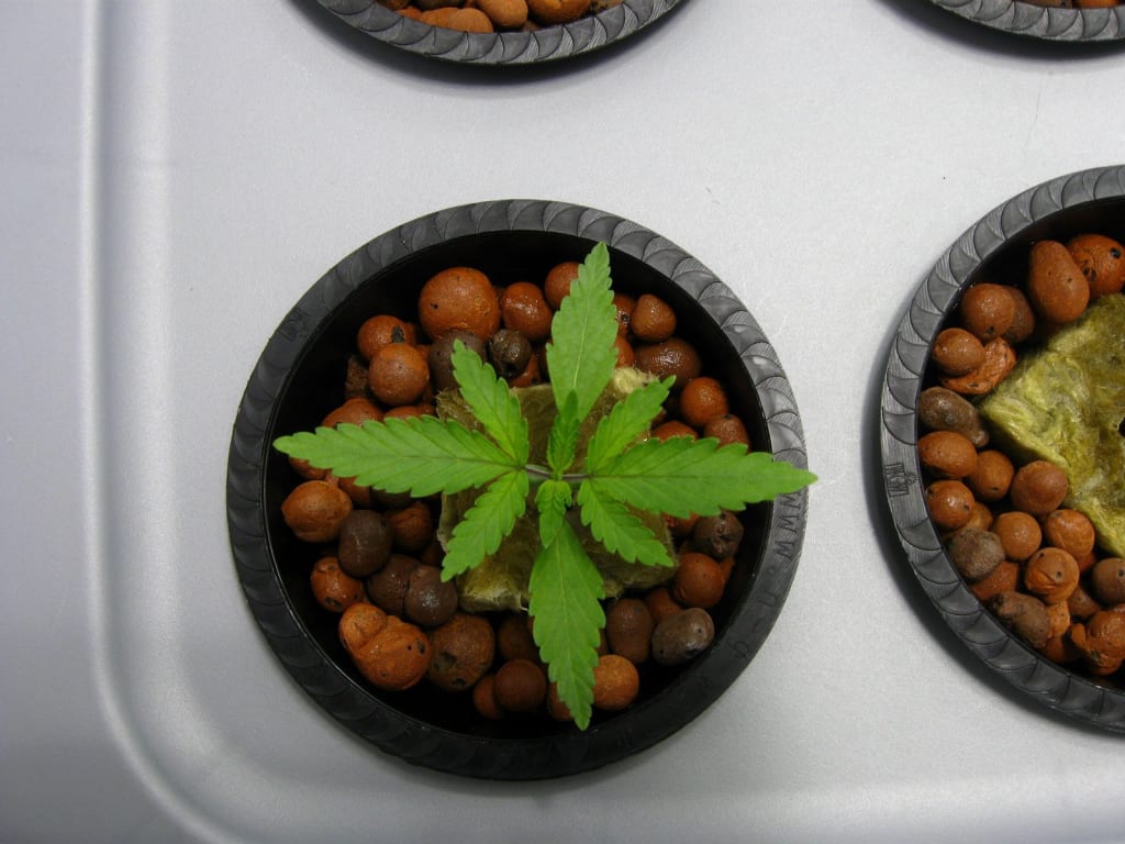Cannabis and CBD Oil Cannabis and CBD Oil