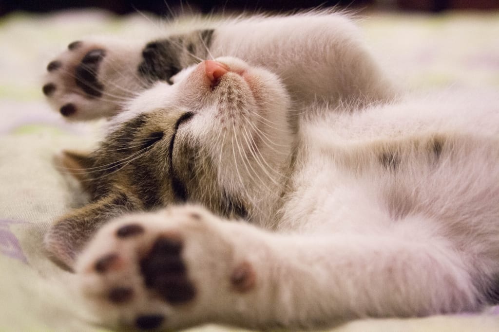 8 Reasons Why You Need a Cat (or Cats) in Your Life 8 Reasons Why You Need a Cat (or Cats) in Your Life