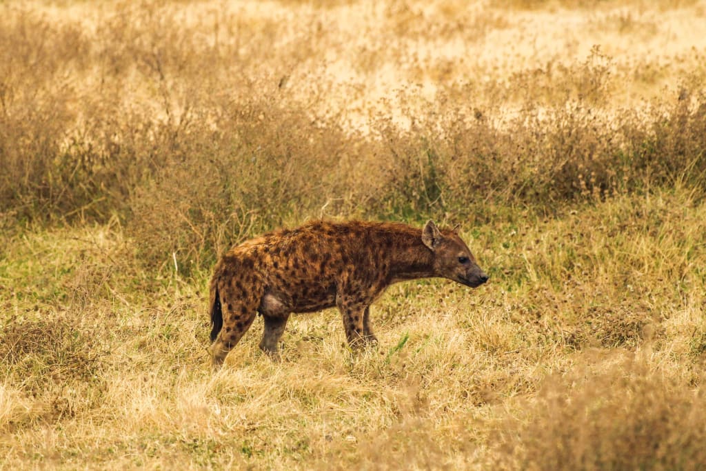 The Beast of Gevaudan The Beast of Gevaudan