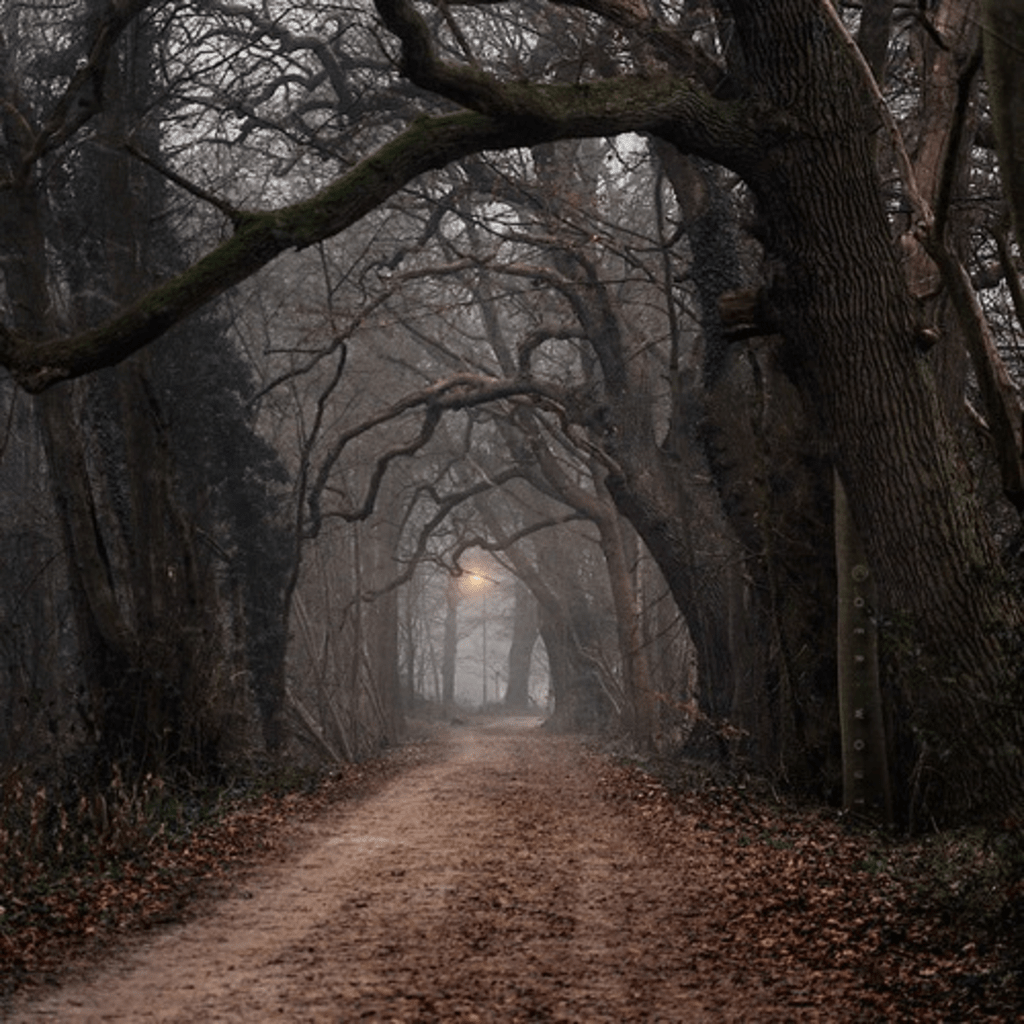 The Forest The Forest
