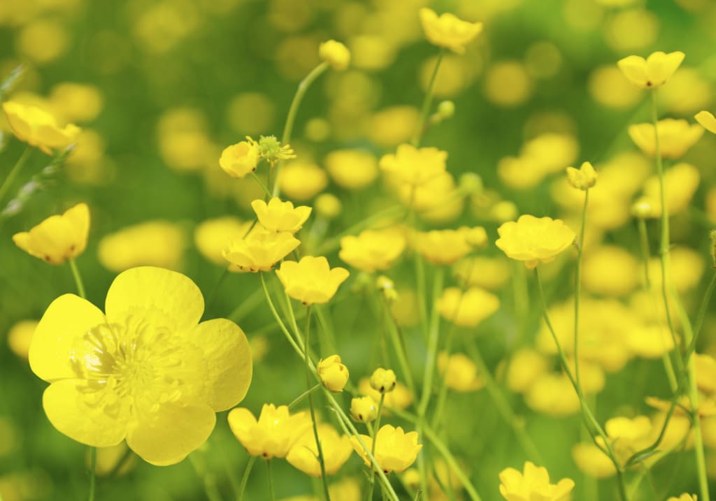 Wildflowers That You Shouldn't Eat Wildflowers That You Shouldn't Eat