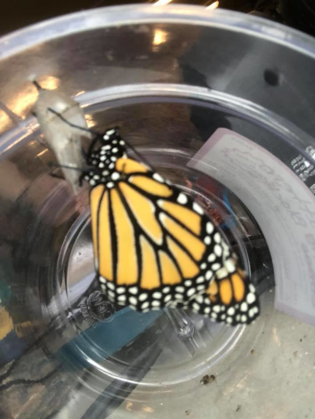 Blossoming Into Butterflies Blossoming Into Butterflies