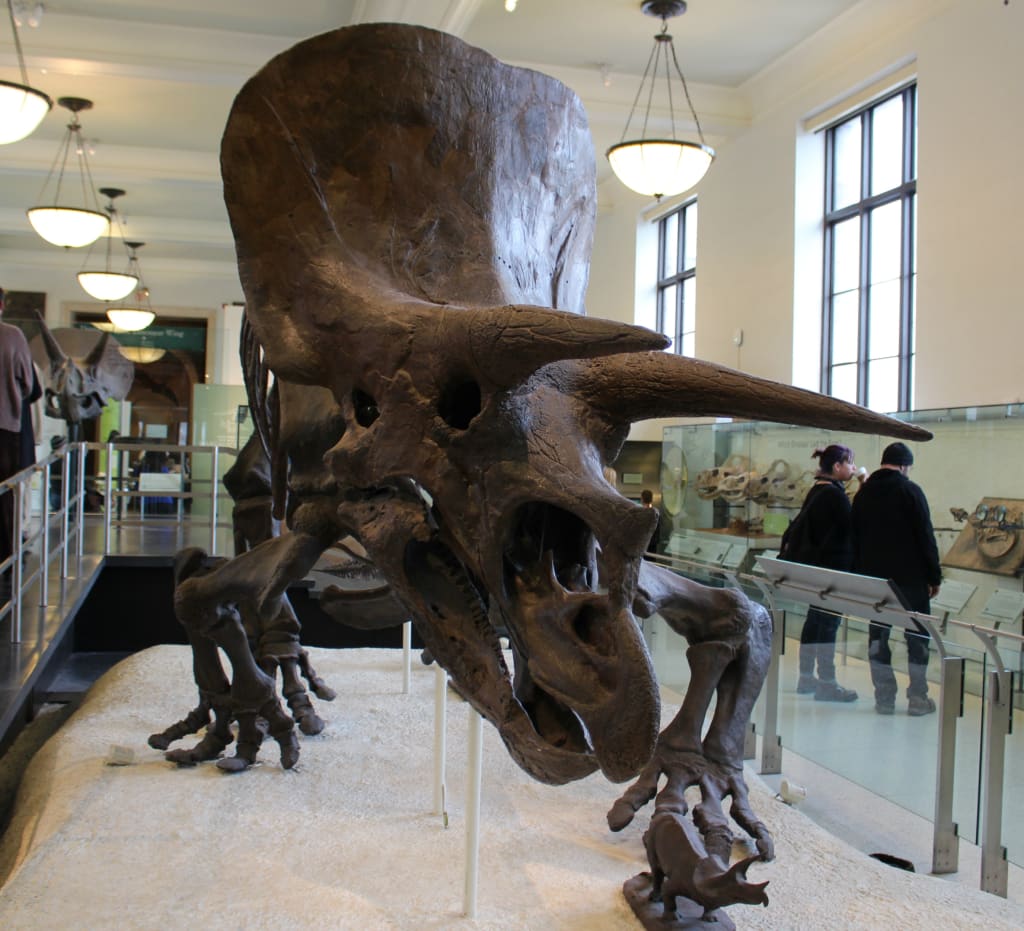 The Dead Zoo: Triceratops The Dead Zoo: Triceratops