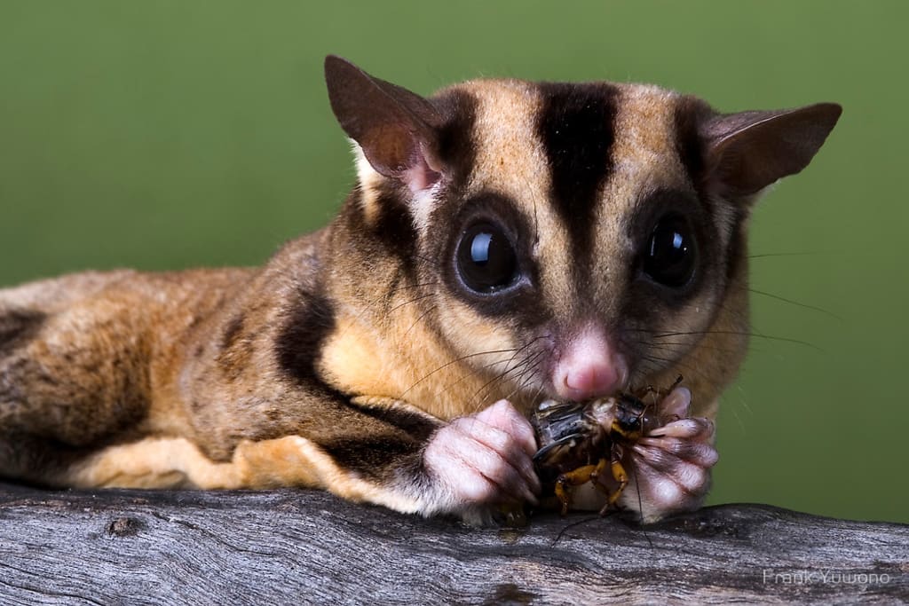 sugar glider care