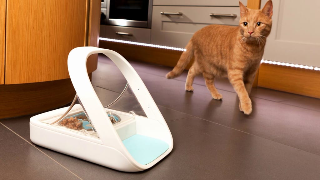 Feeding Multiple Pets Is Easier Than Ever with SureFeed Feeding Multiple Pets Is Easier Than Ever with SureFeed