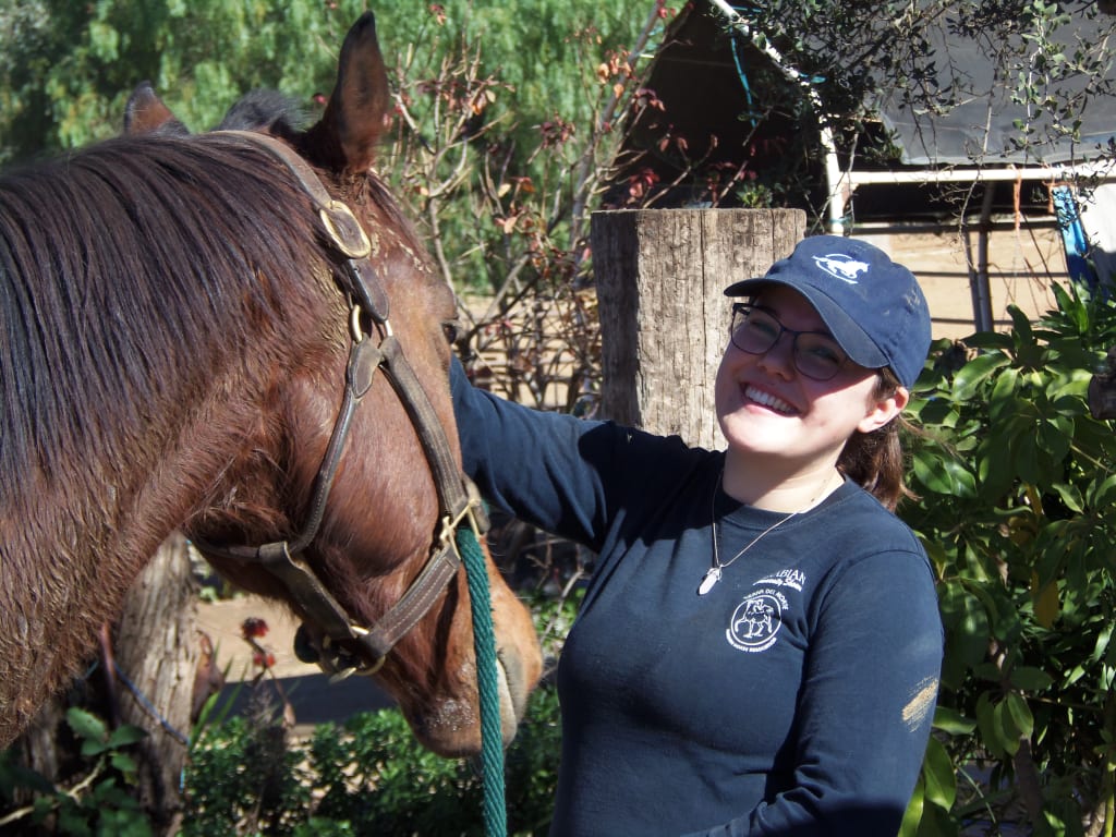 Adopting a Horse Adopting a Horse