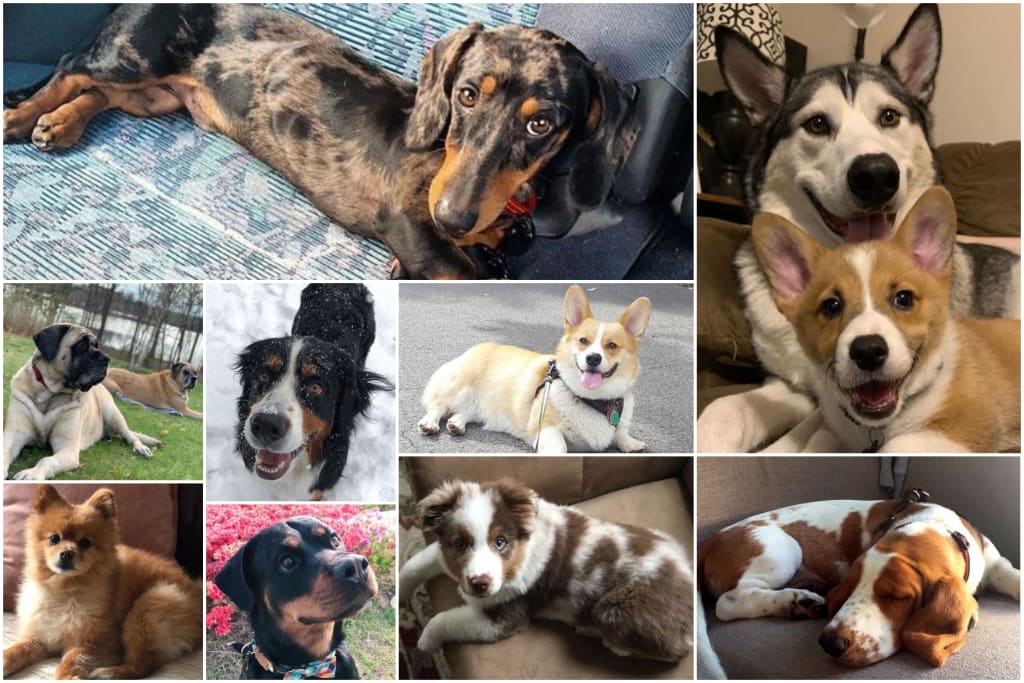 9 Dog Instagrams You Need to Follow 9 Dog Instagrams You Need to Follow