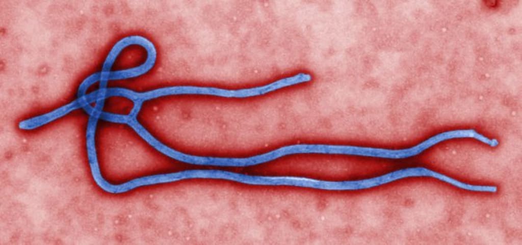 How Does Ebola Work? How Does Ebola Work?