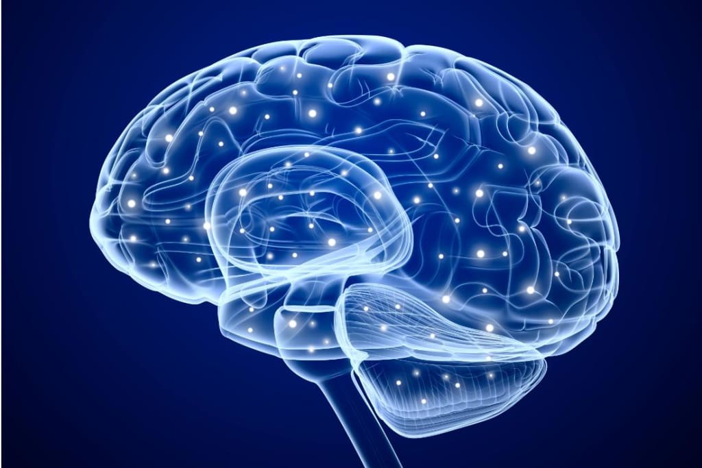 Evolution of the Big Brain