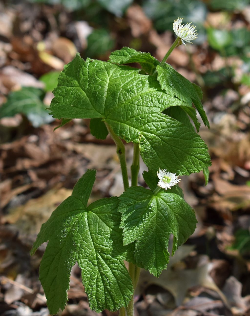 Goldenseal Goldenseal