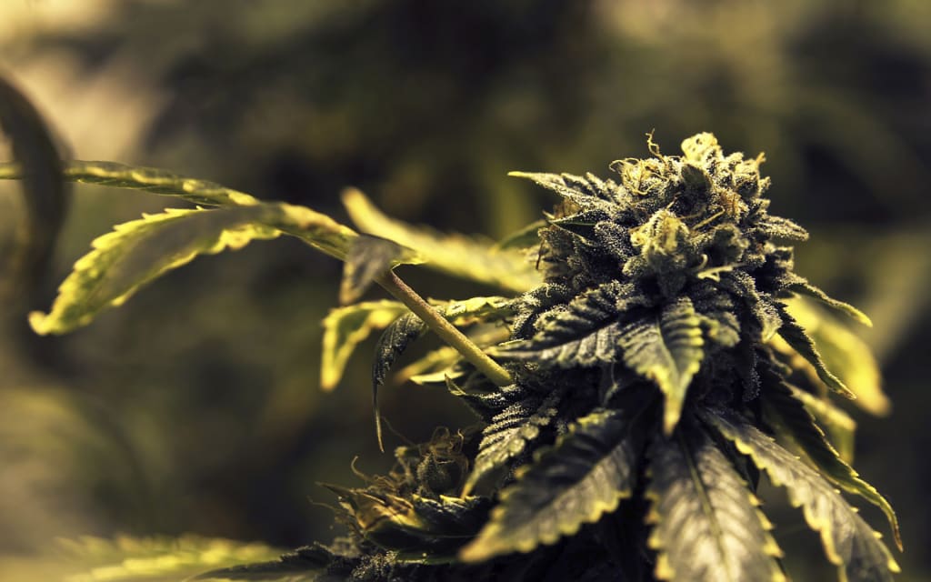 Oaxacan Marijuana Potent