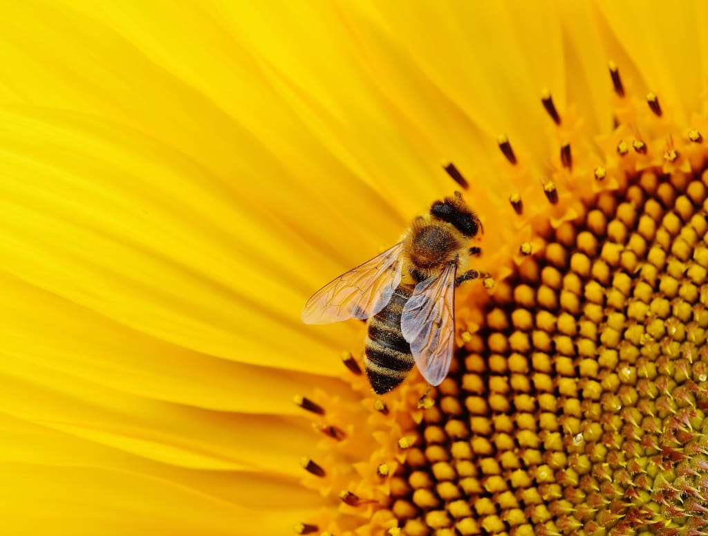 Why Are Our Bees Dying And What Can You Do About It? Why Are Our Bees Dying And What Can You Do About It?