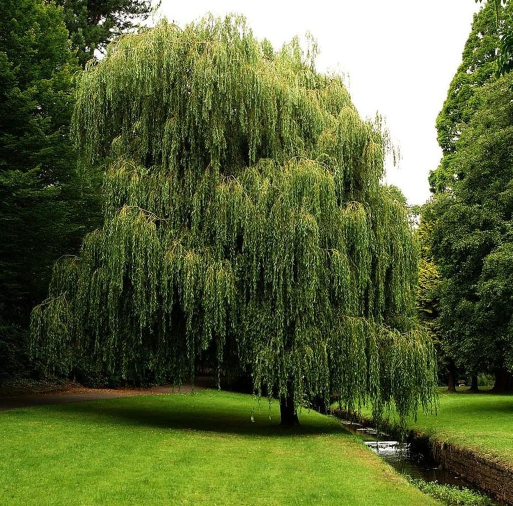 The Willow The Willow