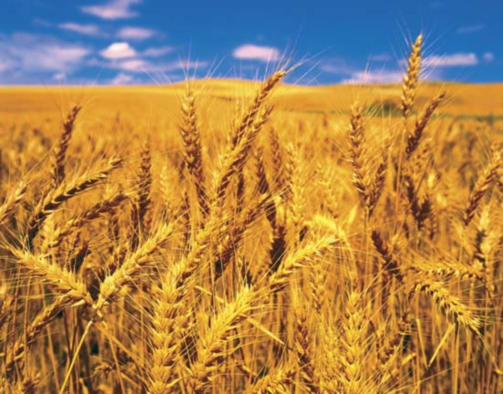 Gluten Blues Gluten Blues