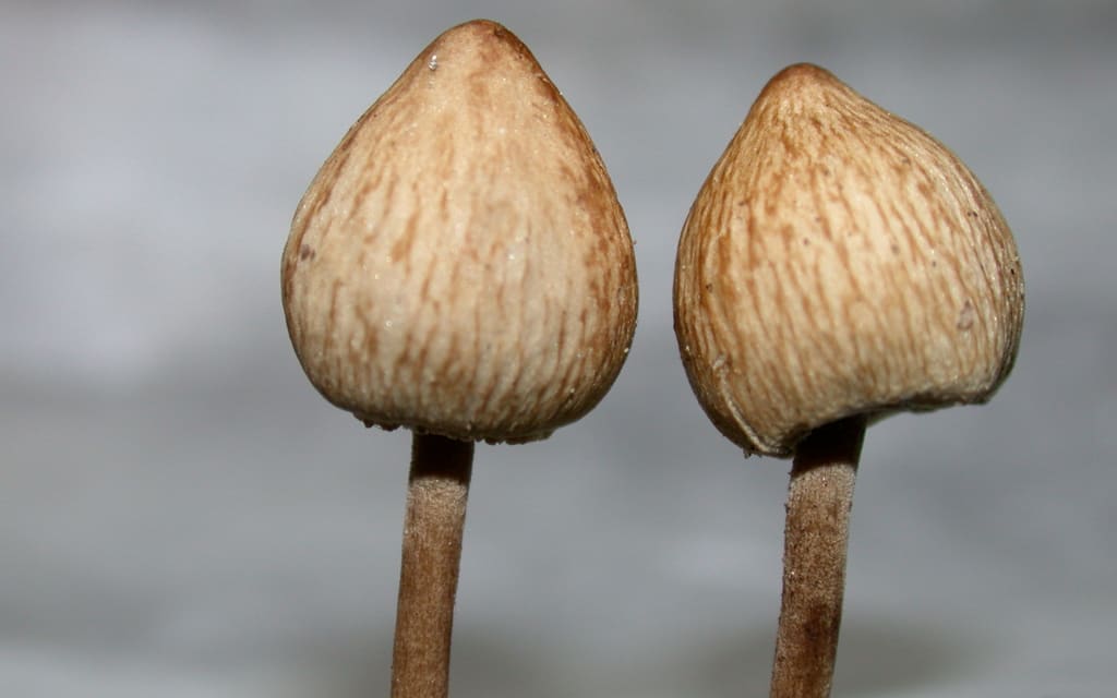 Mushrooms In Bali Mushrooms In Bali