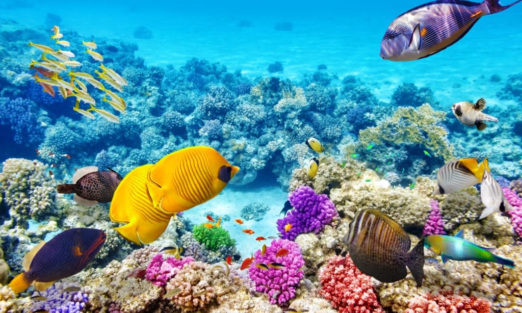 Endangered: Coral Reefs Endangered: Coral Reefs