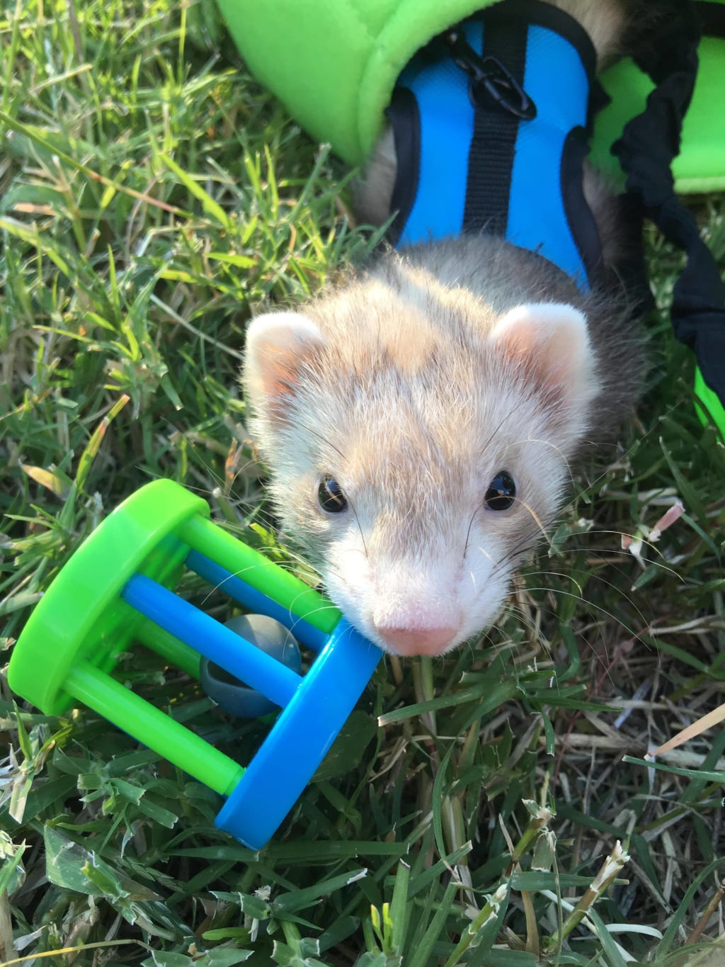 Baby Ferrets And What You Need To Know