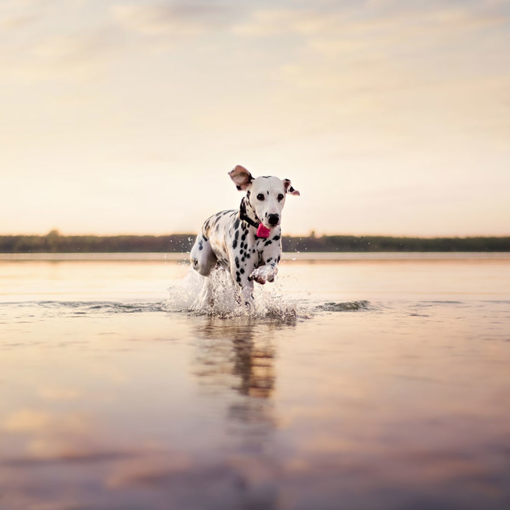 Know Where Your Precious Pets Are at All Times with Tractive Know Where Your Precious Pets Are at All Times with Tractive