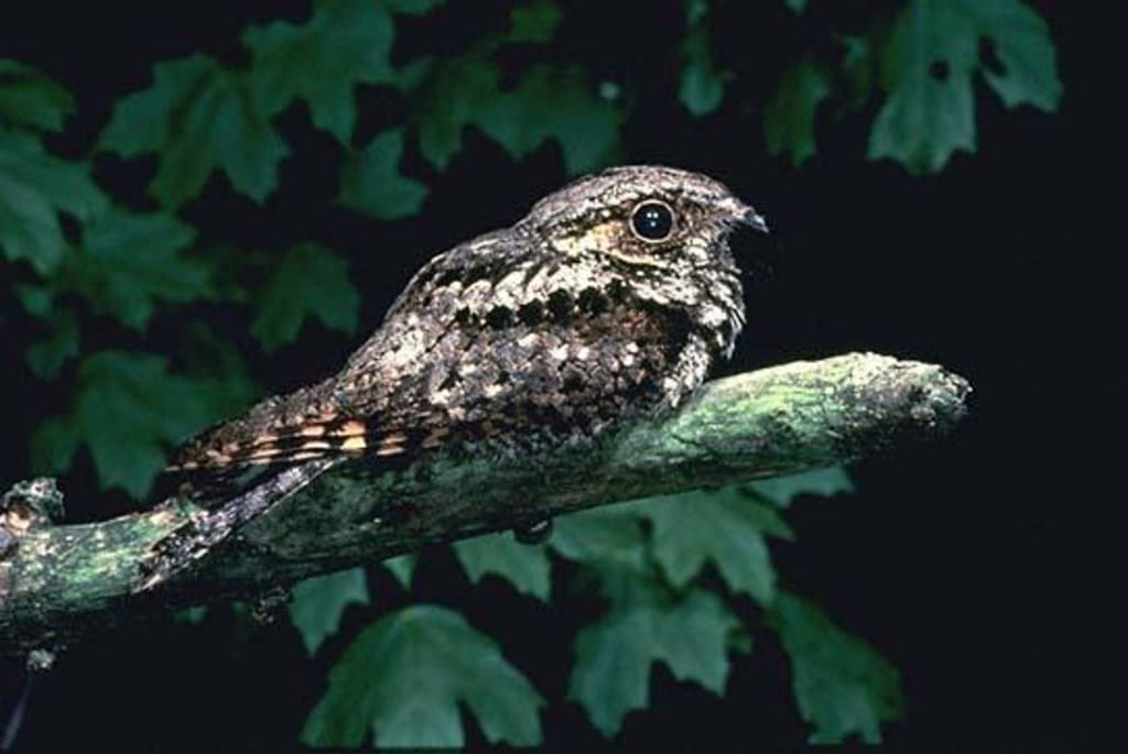 whippoorwill-calls-the-saddest-bird